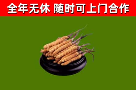 城厢回收冬虫夏草
