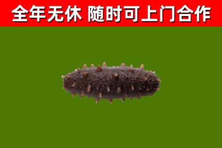 城厢回收海参干